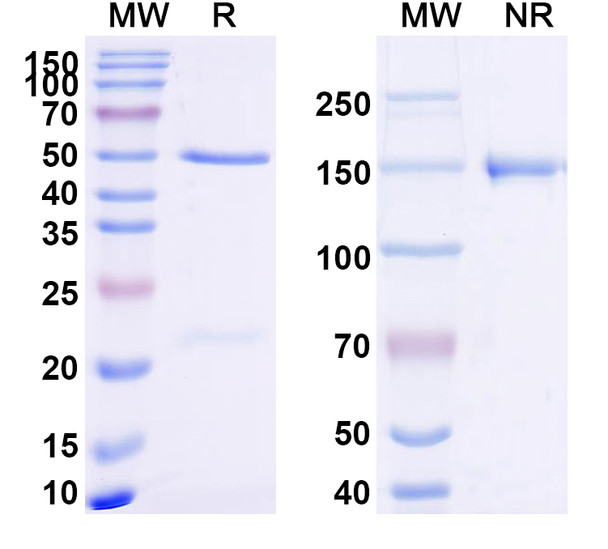 FMC63 scFv Monoclonal Antibody (SAA2162)