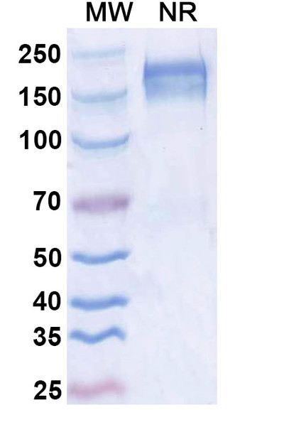 Dupilumab Neutralizing Antibody (SAA2183)