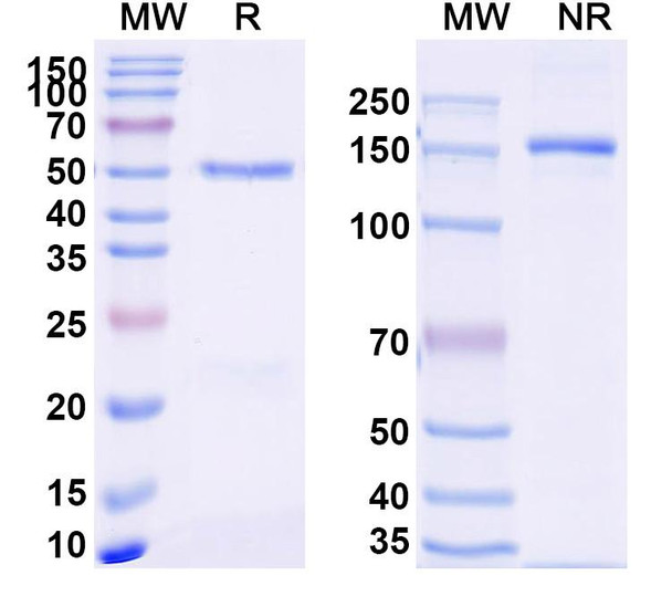 Anti-Nivolumab Neutralizing Antibody [SAA2246]