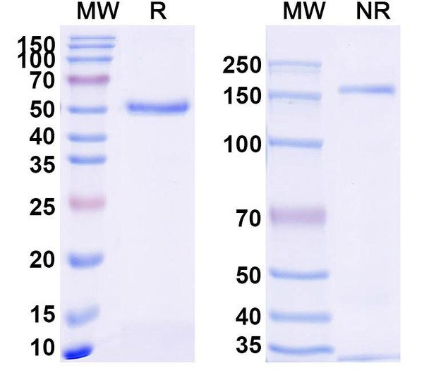 Anti-Nivolumab Neutralizing Antibody [SAA2247]