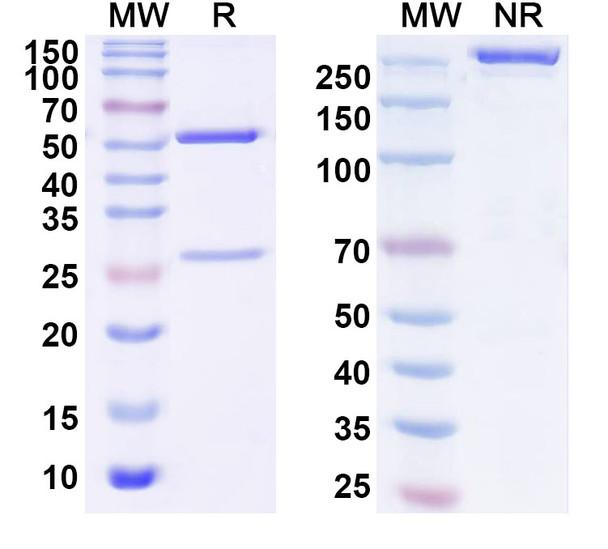 Abatacept Antibody (SAA2444)