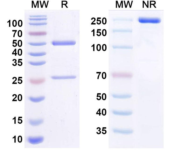 Anti-Nivolumab Neutralizing Antibody [SAA2574]