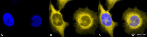 Immunocytochemistry/Immunofluorescence analysis using Rat Anti-GRP94 Monoclonal Antibody, Clone 9G10 (STMA00003). Tissue: Heat Shocked cervical cancer cells (HeLa). Species: Human. Fixation: 2% Formaldehyde for 20 min at RT. Primary Antibody: Rat Anti-GRP94 Monoclonal Antibody (STMA00003) at 1:100 for 12 hours at 4°C. Secondary Antibody: R-PE Goat Anti-Rat (yellow) at 1:200 for 2 hours at RT.