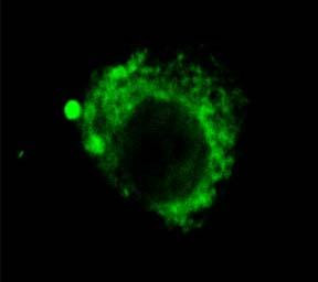 Immunocytochemistry/Immunofluorescence analysis using Rat Anti-LAMP2 Monoclonal Antibody, Clone GL2A7 (STMA00024). Tissue: Corneal Endothelial Cell (CEC). Species: Rabbit. Primary Antibody: Rat Anti-LAMP2 Monoclonal Antibody (STMA00024) at 1:1000. Secondary Antibody: FITC Goat Anti-Rat (green). Courtesy of: Eunduck E.P. Kay, Doheny Eye Institute.