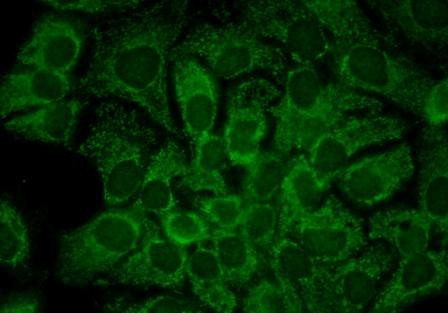 Immunocytochemistry/Immunofluorescence analysis using Mouse Anti-Hsp90 alpha Monoclonal Antibody, Clone 2G5.G3 (STMA00027). Tissue: HaCaT cells. Species: Human. Fixation: Cold 100% methanol for 10 minutes at -20°C. Primary Antibody: Mouse Anti-Hsp90 alpha Monoclonal Antibody (STMA00027) at 1:100 for 1 hour at RT. Secondary Antibody: FITC Goat Anti-Mouse (green) at 1:50 for 1 hour at RT.