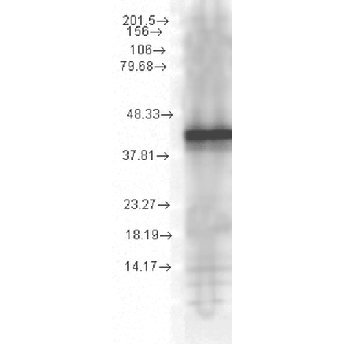 Western Blot analysis of Yeast Cell lysates showing detection of Hsp40 protein using Mouse Anti-Hsp40 Monoclonal Antibody, Clone 1G10.H8 (STMA00029). Load: 15 µg. Block: 1.5% BSA for 30 minutes at RT. Primary Antibody: Mouse Anti-Hsp40 Monoclonal Antibody (STMA00029) at 1:1000 for 2 hours at RT. Secondary Antibody: Sheep Anti-Mouse IgG: HRP for 1 hour at RT.