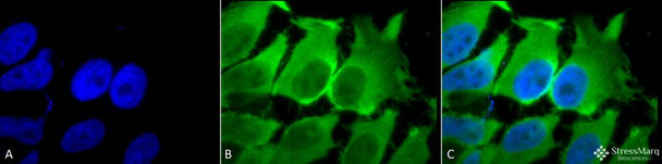 Immunocytochemistry/Immunofluorescence analysis using Mouse Anti-Hsc70 (Hsp73) Monoclonal Antibody, Clone 1F2-H5 (STMA00030). Tissue: Heat Shocked cervical cancer cells (HeLa). Species: Human. Fixation: 2% Formaldehyde for 20 min at RT. Primary Antibody: Mouse Anti-Hsc70 (Hsp73) Monoclonal Antibody (STMA00030) at 1:100 for 12 hours at 4°C. Secondary Antibody: FITC Goat Anti-Mouse (green) at 1:200 for 2 hours at RT.