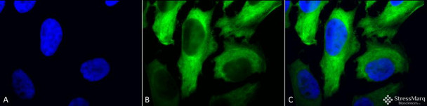 Immunocytochemistry/Immunofluorescence analysis using Mouse Anti-Hsp27 Monoclonal Antibody, Clone 5D12-A3 (STMA00037). Tissue: Heat Shocked cervical cancer cells (HeLa). Species: Human. Fixation: 2% Formaldehyde for 20 min at RT. Primary Antibody: Mouse Anti-Hsp27 Monoclonal Antibody (STMA00037) at 1:100 for 12 hours at 4°C. Secondary Antibody: FITC Goat Anti-Mouse (green) at 1:200 for 2 hours at RT.
