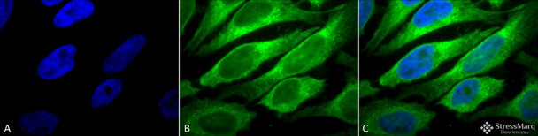 Immunocytochemistry/Immunofluorescence analysis using Mouse Anti-Erp57 (Grp58) Monoclonal Antibody, Clone Map.ERP57 (STMA00042). Tissue: Heat Shocked cervical cancer cells (HeLa). Species: Human. Fixation: 2% Formaldehyde for 20 min at RT. Primary Antibody: Mouse Anti-Erp57 (Grp58) Monoclonal Antibody (STMA00042) at 1:100 for 12 hours at 4°C. Secondary Antibody: FITC Goat Anti-Mouse (green) at 1:200 for 2 hours at RT.