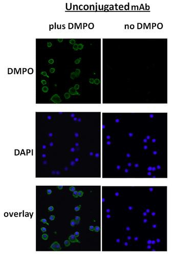 Immunocytochemistry/Immunofluorescence analysis using Mouse Anti-DMPO Monoclonal Antibody, Clone N1664A (STMA00051). Tissue: macrophage cell line (Raw 264.7). Species: Mouse. Primary Antibody: Mouse Anti-DMPO Monoclonal Antibody (STMA00051) at 1:100. Secondary Antibody: Alexa Fluor 488 Goat Anti-Mouse (green) at 1:1000. Counterstain: DAPI (blue) nuclear stain.