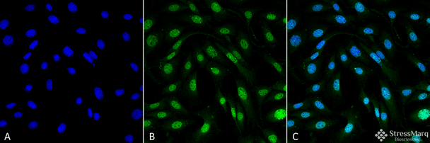 Immunocytochemistry/Immunofluorescence analysis using Mouse Anti-MDC1 Monoclonal Antibody, Clone P2B11 (STMA00055). Tissue: Fibroblast cell line (NIH 3T3). Species: Mouse. Fixation: 4% Formaldehyde for 15 min at RT. Primary Antibody: Mouse Anti-MDC1 Monoclonal Antibody (STMA00055) at 1:100 for 60 min at RT. Secondary Antibody: Goat Anti-Mouse ATTO 488 at 1:100 for 60 min at RT. Counterstain: DAPI (blue) nuclear stain at 1:5000 for 5 min RT.