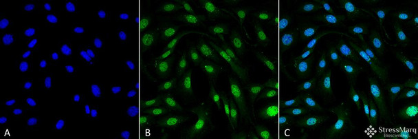 Immunocytochemistry/Immunofluorescence analysis using Mouse Anti-MDC1 Monoclonal Antibody, Clone P2B11 (STMA00055). Tissue: Fibroblast cell line (NIH 3T3). Species: Mouse. Fixation: 4% Formaldehyde for 15 min at RT. Primary Antibody: Mouse Anti-MDC1 Monoclonal Antibody (STMA00055) at 1:100 for 60 min at RT. Secondary Antibody: Goat Anti-Mouse ATTO 488 at 1:100 for 60 min at RT. Counterstain: DAPI (blue) nuclear stain at 1:5000 for 5 min RT.