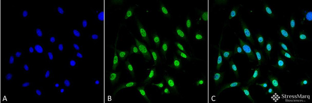 Immunocytochemistry/Immunofluorescence analysis using Mouse Anti-GRP78 Monoclonal Antibody, Clone 3C5-1A4 (STMA00062). Tissue: Fibroblast cell line (NIH 3T3). Species: Mouse. Fixation: 4% Formaldehyde for 15 min at RT. Primary Antibody: Mouse Anti-GRP78 Monoclonal Antibody (STMA00062) at 1:100 for 60 min at RT. Secondary Antibody: Goat Anti-Mouse ATTO 488 at 1:100 for 60 min at RT. Counterstain: DAPI (blue) nuclear stain at 1:5000 for 5 min RT.