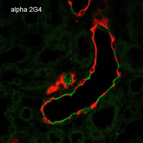 Immunohistochemistry analysis using Mouse Anti-ENaC alpha Monoclonal Antibody, Clone 2G4 (STMA00069). Tissue: Kidney. Species: Rat. Fixation: Paraffin-embedded formalin-fixed. Primary Antibody: Mouse Anti-ENaC alpha Monoclonal Antibody (STMA00069) at 1:100. Secondary Antibody: Goat Anti-Mouse ATTO 488 (green). Localization: Intercalated cells. Aquaporin 2 Antibody staining in red.