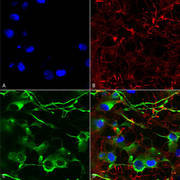 Immunocytochemistry/Immunofluorescence analysis using Mouse Anti-KCC2 Monoclonal Antibody, Clone N1/12 (STMA00107). Tissue: Neuroblastoma cells (SH-SY5Y). Species: Human. Fixation: 4% PFA for 15 min. Primary Antibody: Mouse Anti-KCC2 Monoclonal Antibody (STMA00107) at 1:200 for overnight at 4°C with slow rocking. Secondary Antibody: AlexaFluor 488 at 1:1000 for 1 hour at RT.