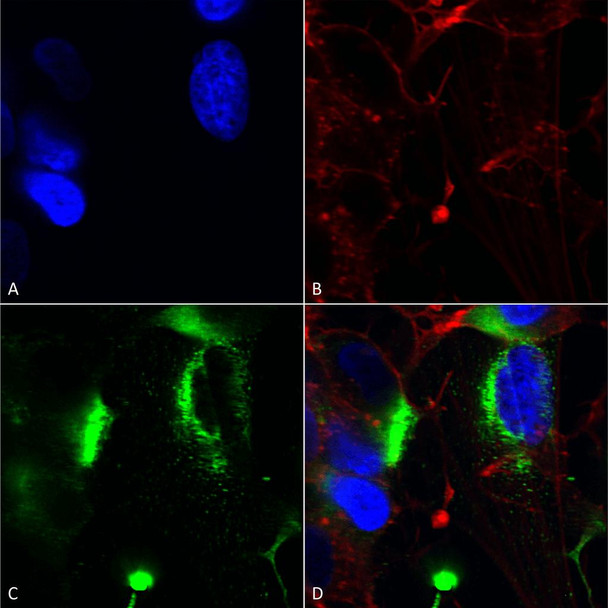 Immunocytochemistry/Immunofluorescence analysis using Mouse Anti-QKI (pan) Monoclonal Antibody, Clone N147/6 (STMA00157). Tissue: Neuroblastoma cells (SH-SY5Y). Species: Human. Fixation: 4% PFA for 15 min. Primary Antibody: Mouse Anti-QKI (pan) Monoclonal Antibody (STMA00157) at 1:200 for overnight at 4°C with slow rocking. Secondary Antibody: AlexaFluor 488 at 1:1000 for 1 hour at RT.