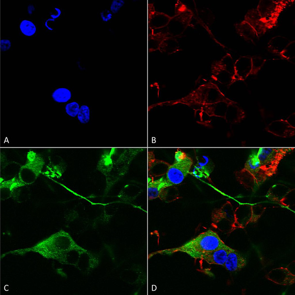 Immunocytochemistry/Immunofluorescence analysis using Mouse Anti-GABA-A Receptor Alpha 2 Monoclonal Antibody, Clone N399/19 (STMA00166). Tissue: Neuroblastoma cells (SH-SY5Y). Species: Human. Fixation: 4% PFA for 15 min. Primary Antibody: Mouse Anti-GABA-A Receptor Alpha 2 Monoclonal Antibody (STMA00166) at 1:200 for overnight at 4°C with slow rocking. Secondary Antibody: AlexaFluor 488 at 1:1000 for 1 hour at RT.