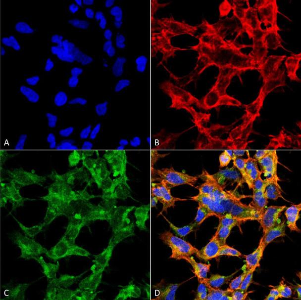 Immunocytochemistry/Immunofluorescence analysis using Mouse Anti-O-GlcNAc Monoclonal Antibody, Clone 9H6 (STMA00175). Tissue: Embryonic kidney epithelial cell line (HEK293). Species: Human. Fixation: 5% Formaldehyde for 5 min. Primary Antibody: Mouse Anti-O-GlcNAc Monoclonal Antibody (STMA00175) at 1:50 for 30-60 min at RT. Secondary Antibody: Goat Anti-Mouse Alexa Fluor 488 at 1:1500 for 30-60 min at RT.