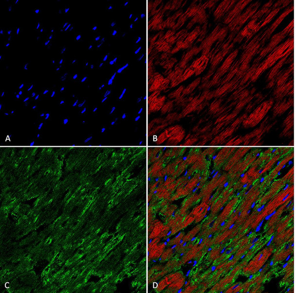 Immunohistochemistry analysis using Mouse Anti-Hexanoyl-Lysine adduct Monoclonal Antibody, Clone 5E8 (STMA00180). Tissue: Heart. Species: Rat. Fixation: Formalin fixed, paraffin embedded. Primary Antibody: Mouse Anti-Hexanoyl-Lysine adduct Monoclonal Antibody (STMA00180) at 1:26 for 2 hour at RT. Secondary Antibody: Goat Anti-Mouse IgG: Alexa Fluor 489. Counterstain: DAPI (blue) nuclear stain. Magnification: 63X. (A) DAPI (blue) nuclear stain.