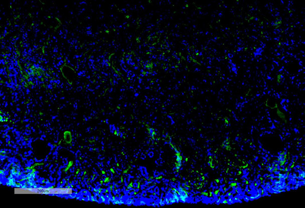 Immunohistochemistry analysis using Mouse Anti-Malondialdehyde Monoclonal Antibody, Clone 11E3 (STMA00185). Tissue: Kidney. Species: Mouse. Primary Antibody: Mouse Anti-Malondialdehyde Monoclonal Antibody (STMA00185) at 1:100 for Overnight at 4C, then 30 min at 37C. Secondary Antibody: Goat Anti-Mouse IgG (H+L): FITC for 45 min at 37C. Counterstain: DAPI for 3 min at RT. Magnification: 10X.