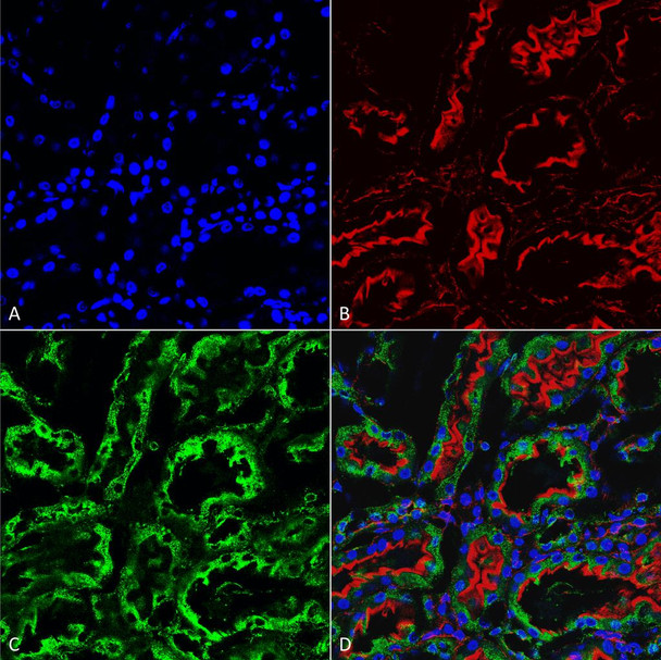 Immunohistochemistry analysis using Mouse Anti-KDEL Monoclonal Antibody, Clone 2C1 (STMA00195). Tissue: kidney. Species: Rat. Fixation: Formalin fixed, paraffin embedded. Primary Antibody: Mouse Anti-KDEL Monoclonal Antibody (STMA00195) at 1:25 for 1 hour at RT. Secondary Antibody: Goat Anti-Mouse IgG: Alexa Fluor 488. Counterstain: Actin-binding Phalloidin-Alexa Fluor 633; DAPI (blue) nuclear stain. Magnification: 63X.