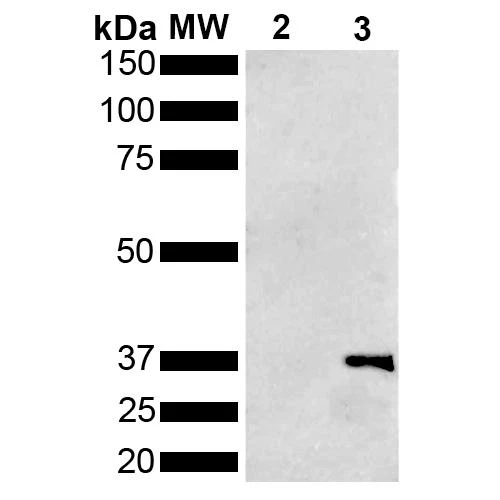 Western Blot analysis of Pseudomonas aeruginosa Metallothionein (PmtA) GST tagged showing detection of 36 kDa Metallothionein protein using Mouse Anti-Metallothionein Monoclonal Antibody, Clone 1F5 (STMA00200). Lane 1: Molecular Weight Ladder (MW). Lane 2: GST. Lane 3: Purified Pseudomonas aeruginosa Metallothionein (PmtA) GST tagged. Load: 1 µg. Block: 5% Skim Milk powder in TBST.