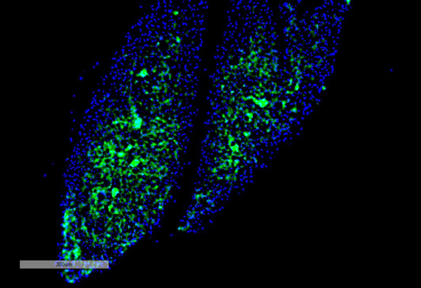 Immunohistochemistry analysis using Mouse Anti-Thyroid Hormone Receptor Monoclonal Antibody, Clone H43 (STMA00204). Tissue: Thyroid. Species: Mouse. Primary Antibody: Mouse Anti-Thyroid Hormone Receptor Monoclonal Antibody (STMA00204) at 1:100 for Overnight at 4C, then 30 min at 37C. Secondary Antibody: Goat Anti-Mouse IgG (H+L): FITC for 45 min at 37C. Counterstain: DAPI for 3 min at RT. Magnification: 7.5X.