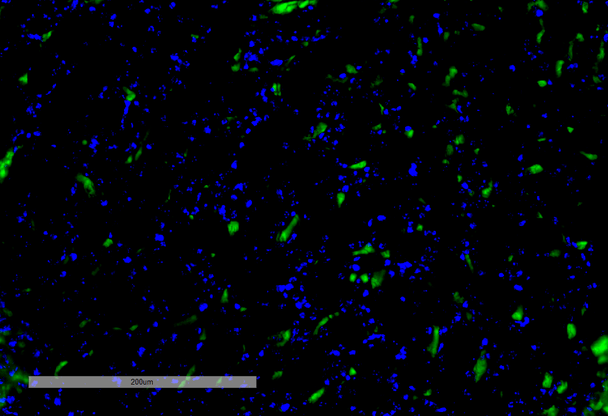 Immunohistochemistry analysis using Mouse Anti-VPS35 Monoclonal Antibody, Clone 8A3 (STMA00210). Tissue: Kidney. Species: Mouse. Primary Antibody: Mouse Anti-VPS35 Monoclonal Antibody (STMA00210) at 1:100 for Overnight at 4C, then 30 min at 37C. Secondary Antibody: Goat Anti-Mouse IgG (H+L): FITC for 45 min at 37C. Counterstain: DAPI for 3 min at RT. Magnification: 20X.