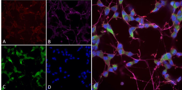 Immunocytochemistry/Immunofluorescence analysis using Mouse Anti-NOS1/ nNos Monoclonal Antibody, Clone J23 (STMA00215). Tissue: Differentiated SH-SY5Y. Species: Human. Primary Antibody: Mouse Anti-NOS1/ nNos Monoclonal Antibody (STMA00215) at 1:250. Secondary Antibody: AlexaFluor 488. Counterstain: phalloidin (Alexa 647, red), beta tubulin (Anti-beta III Tubulin Ab, Alexa 555, magenta) Hoechst (blue). (A) Phalloidin (B) Anti-beta III Tubulin Ab.
