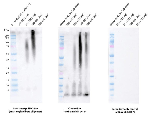 Western blot analysis comparing detection of Amyloid Beta 1-42 constructs (amyloid beta 1-42 peptide; amyloid beta 1-42 oligomers; amyloid beta 1-42 pre-formed fibrils; amyloid beta pyroglutamate 3-42 pre-formed fibrils). Block: 5% skim milk. Primary Antibodies: Rabbit Anti-Amyloid Beta 1-42 oligomer monoclonal antibody (STMA00223, clone 1C1) & Mouse Anti-Amyloid Beta 1-16 monoclonal antibody (Biolegend 803001, clone 6E10), at 1:10,000 & 1:1000.