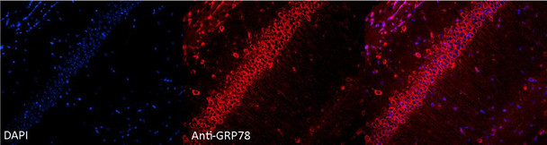 Immunocytochemistry/Immunofluorescence analysis using Rabbit Anti-GRP78 Polyclonal Antibody (STPA00006). Tissue: Hippocampal Section. Species: Mouse. Fixation: 4% Formaldehyde for 12 hours at RT. Paraffin embedded. Primary Antibody: Rabbit Anti-GRP78 Polyclonal Antibody (STPA00006) at 1:100 for 12 hours at 4°C. Secondary Antibody: Alexa Fluor 555 Goat Anti-Rabbit at 1:250 for 1 hour at RT. Counterstain: Hoechst at 1:1000 for 10 min at RT.