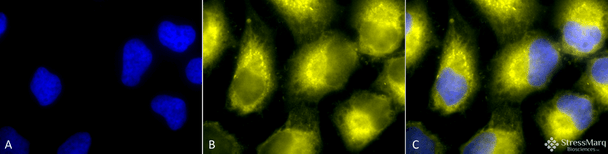 Immunocytochemistry/Immunofluorescence analysis using Rabbit Anti-PDI Polyclonal Antibody (STPA00010). Tissue: Cervical cancer cell line (HeLa). Species: Human. Fixation: 2% Formaldehyde for 20 min at RT. Primary Antibody: Rabbit Anti-PDI Polyclonal Antibody (STPA00010) at 1:100 for 12 hours at 4°C. Secondary Antibody: R-PE Goat Anti-Rabbit (yellow) at 1:200 for 2 hours at RT. Counterstain: DAPI (blue) nuclear stain at 1:40000 for 2 hours at RT.