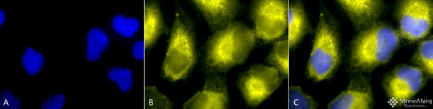 Immunocytochemistry/Immunofluorescence analysis using Rabbit Anti-PDI Polyclonal Antibody (STPA00010). Tissue: Cervical cancer cell line (HeLa). Species: Human. Fixation: 2% Formaldehyde for 20 min at RT. Primary Antibody: Rabbit Anti-PDI Polyclonal Antibody (STPA00010) at 1:100 for 12 hours at 4°C. Secondary Antibody: R-PE Goat Anti-Rabbit (yellow) at 1:200 for 2 hours at RT. Counterstain: DAPI (blue) nuclear stain at 1:40000 for 2 hours at RT.