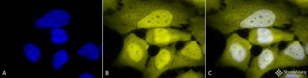 Immunocytochemistry/Immunofluorescence analysis using Rabbit Anti-Phosphoserine Polyclonal Antibody (STPA00021). Tissue: Cervical cancer cell line (HeLa). Species: Human. Fixation: 2% Formaldehyde for 20 min at RT. Primary Antibody: Rabbit Anti-Phosphoserine Polyclonal Antibody (STPA00021) at 1:50 for 12 hours at 4°C. Secondary Antibody: R-PE Goat Anti-Rabbit (yellow) at 1:200 for 2 hours at RT.