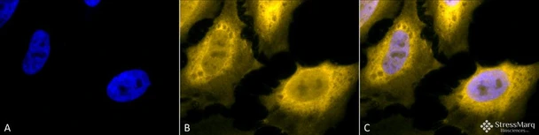 Immunocytochemistry/Immunofluorescence analysis using Chicken Anti-Hsp70 Polyclonal Antibody (STPA00028). Tissue: Heat Shocked Cervical cancer cell line (HeLa). Species: Human. Fixation: 2% Formaldehyde for 20 min at RT. Primary Antibody: Chicken Anti-Hsp70 Polyclonal Antibody (STPA00028) at 1:120 for 12 hours at 4°C. Secondary Antibody: R-PE Goat Anti-Chicken (yellow) at 1:200 for 2 hours at RT.