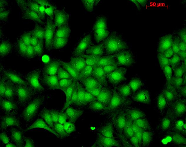 Immunocytochemistry/Immunofluorescence analysis using Rabbit Anti-HSP22 Polyclonal Antibody (STPA00030). Tissue: HaCaT cells. Species: Human. Fixation: Cold 100% methanol at -20C for 10 minutes. Primary Antibody: Rabbit Anti-HSP22 Polyclonal Antibody (STPA00030) at 1:100 for 12 hours at 4°C. Secondary Antibody: FITC Goat Anti-Rabbit at 1:50 for 1-2 hours at RT in dark. Localization: Nuclear Staining.