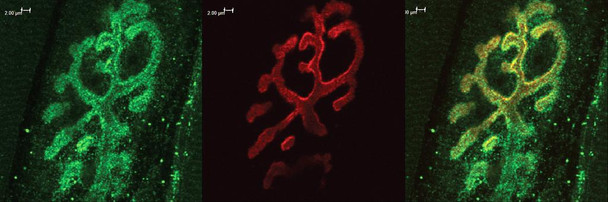 Immunohistochemistry analysis using Rabbit Anti-Bassoon Polyclonal Antibody (STPA00039). Tissue: Muscle. Species: Mouse. Primary Antibody: Rabbit Anti-Bassoon Polyclonal Antibody (STPA00039) at 1:400. Secondary Antibody: Alexa Fluor 488 Goat Anti-Rabbit. Counterstain: BTX (red). Localization: Selective staining of the NMJ.