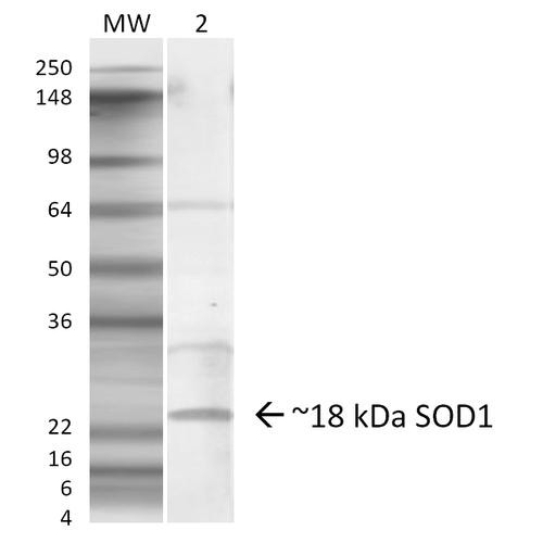 Western blot analysis of Mouse Lung showing detection of ~18 kDa SOD1 (EDI) protein using Rabbit Anti-SOD1 (EDI) Polyclonal Antibody (STPA00042). Lane 1: Molecular Weight Ladder. Lane 2: Mouse Lung. Load: 20 µg. Primary Antibody: Rabbit Anti-SOD1 (EDI) Polyclonal Antibody (STPA00042) at 1:1000. Predicted/Observed Size: ~18 kDa.