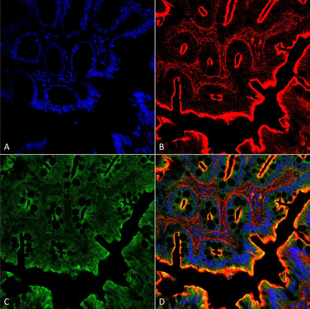 Immunohistochemistry analysis using Rabbit Anti-NHE3 Polyclonal Antibody (STPA00044). Tissue: Colon. Species: Rat. Fixation: Formalin Fixed Paraffin-Embedded. Primary Antibody: Rabbit Anti-NHE3 Polyclonal Antibody (STPA00044) at 1:25 for 1 hour at RT. Secondary Antibody: Goat Anti-Rabbit IgG:Alexa Fluor 488. Counterstain: Actin-binding Phalloidin-Alexa Fluor 633; DAPI (blue) nuclear stain. Magnification: 63X. (A) DAPI (blue) nuclear stain.