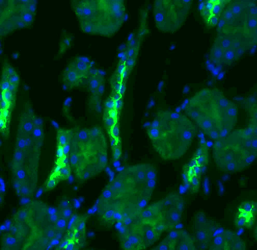 Immunohistochemistry analysis using Rabbit Anti-NCC Polyclonal Antibody (STPA00046). Tissue: kidney tissue. Species: Rat. Primary Antibody: Rabbit Anti-NCC Polyclonal Antibody (STPA00046) at 1:200. Secondary Antibody: FITC Goat Anti-Rabbit (green).