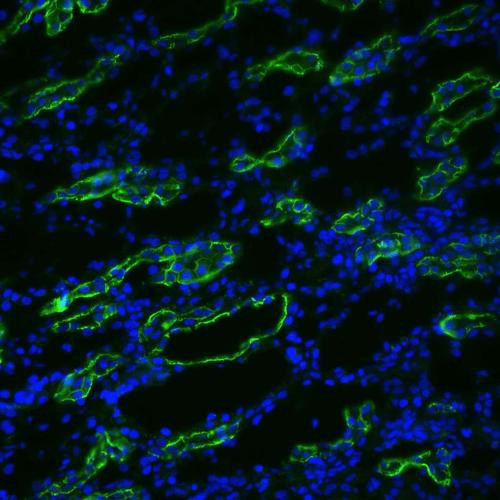 Immunohistochemistry analysis using Rabbit Anti-Aquaporin 3 Polyclonal Antibody (STPA00053). Tissue: kidney tissue. Species: Rat. Fixation: 4% paraformaldehyde-lysine-periodate. Primary Antibody: Rabbit Anti-Aquaporin 3 Polyclonal Antibody (STPA00053) at 1:200 for 75 min at RT. Secondary Antibody: FITC Goat Anti-Rabbit (green) for 1 hour at RT. 4 µm cryostat sections.