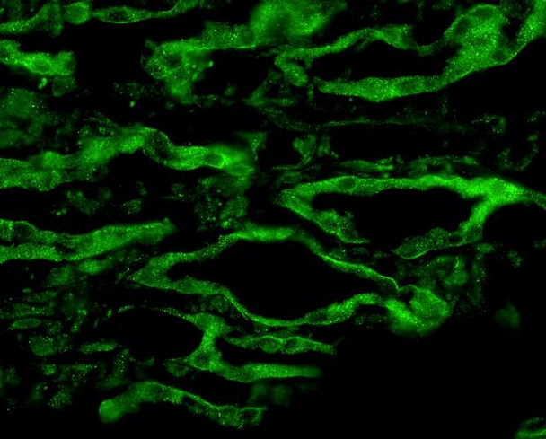 Immunohistochemistry analysis using Rabbit Anti-Aquaporin 4 Polyclonal Antibody (STPA00054). Tissue: kidney tissue. Species: Rat. Fixation: 4% paraformaldehyde-lysine-periodate. Primary Antibody: Rabbit Anti-Aquaporin 4 Polyclonal Antibody (STPA00054) at 1:200 for 75 min at RT. Secondary Antibody: FITC Goat Anti-Rabbit (green) for 1 hour at RT. 4 µm cryostat sections.