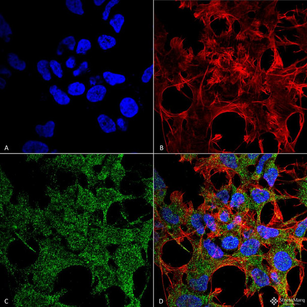 Immunocytochemistry/Immunofluorescence analysis using Rabbit Anti-GABARAP Polyclonal Antibody (STPA00061). Tissue: Neuroblastoma cell line (SK-N-BE). Species: Human. Fixation: 4% Formaldehyde for 15 min at RT. Primary Antibody: Rabbit Anti-GABARAP Polyclonal Antibody (STPA00061) at 1:100 for 60 min at RT. Secondary Antibody: Goat Anti-Rabbit ATTO 488 at 1:100 for 60 min at RT.