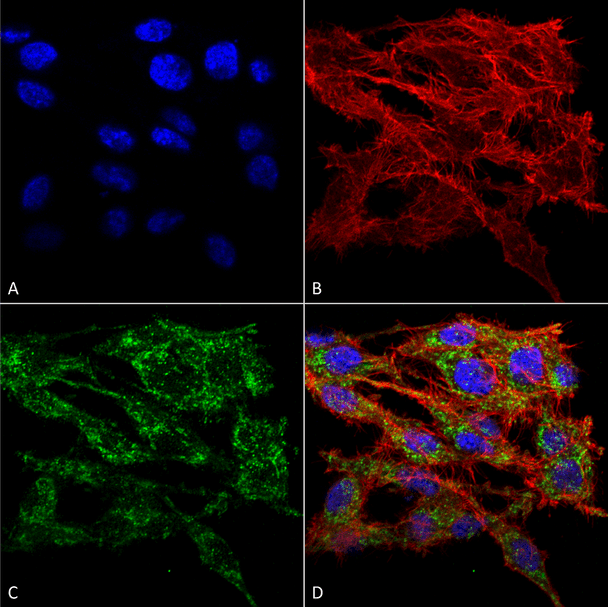 Immunocytochemistry/Immunofluorescence analysis using Rabbit Anti-VMP1 Polyclonal Antibody (STPA00068). Tissue: Colon carcinoma cell line (RKO). Species: Human. Fixation: 4% Formaldehyde for 15 min at RT. Primary Antibody: Rabbit Anti-VMP1 Polyclonal Antibody (STPA00068) at 1:100 for 60 min at RT. Secondary Antibody: Goat Anti-Rabbit ATTO 488 at 1:100 for 60 min at RT.