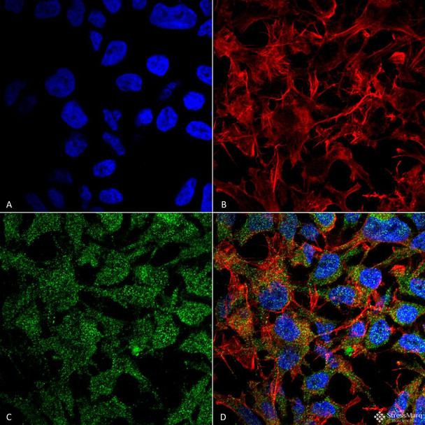 Immunocytochemistry/Immunofluorescence analysis using Rabbit Anti-BDNF Polyclonal Antibody (STPA00072). Tissue: Neuroblastoma cell line (SK-N-BE). Species: Human. Fixation: 4% Formaldehyde for 15 min at RT. Primary Antibody: Rabbit Anti-BDNF Polyclonal Antibody (STPA00072) at 1:100 for 60 min at RT. Secondary Antibody: Goat Anti-Rabbit ATTO 488 at 1:100 for 60 min at RT.
