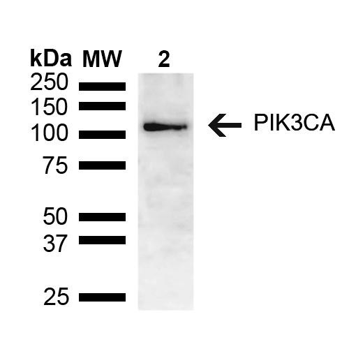 Western blot analysis of Mouse brain lysate showing detection of ~55.7 kDa PIK3CA protein using Rabbit Anti-PIK3CA Polyclonal Antibody (STPA00077). Lane 1: Molecular Weight Ladder (MW). Lane 2: Mouse brain lysate. Load: 15 µg. Block: 5% Skim Milk in 1X TBST. Primary Antibody: Rabbit Anti-PIK3CA Polyclonal Antibody (STPA00077) at 1:1000 for 2 hours at RT. Secondary Antibody: Goat Anti-Rabbit HRP:IgG at 1:3000 for 1 hour at RT.