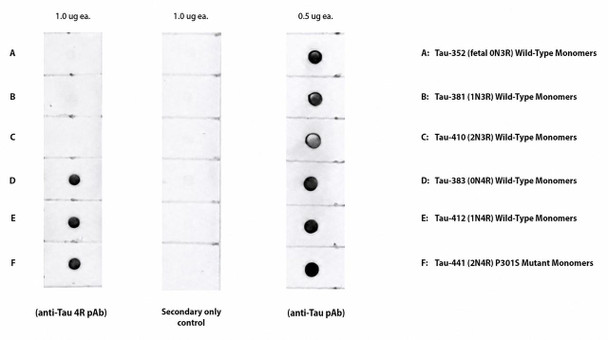 Anti-Tau 4R Antibody