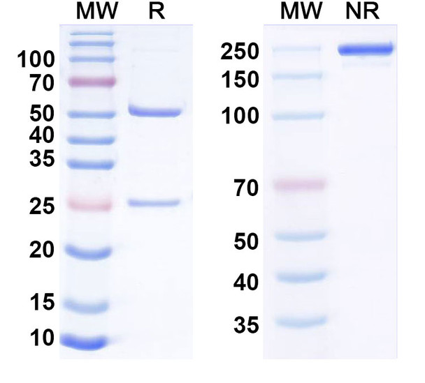 Etokimab Antibody - SDS-PAGE