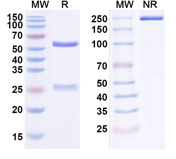 Fasinumab Antibody - SDS-PAGE