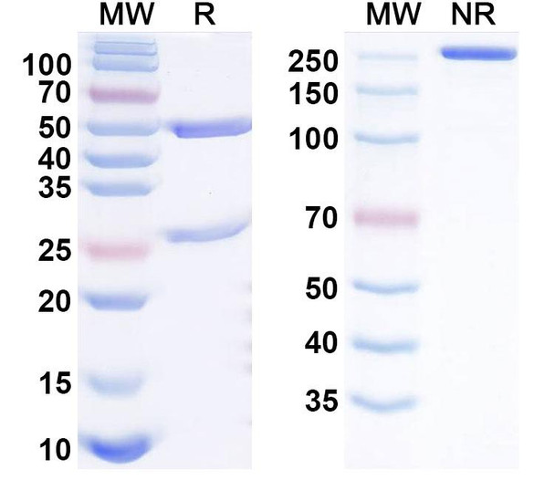 Relfovetmab Antibody - SDS-PAGE